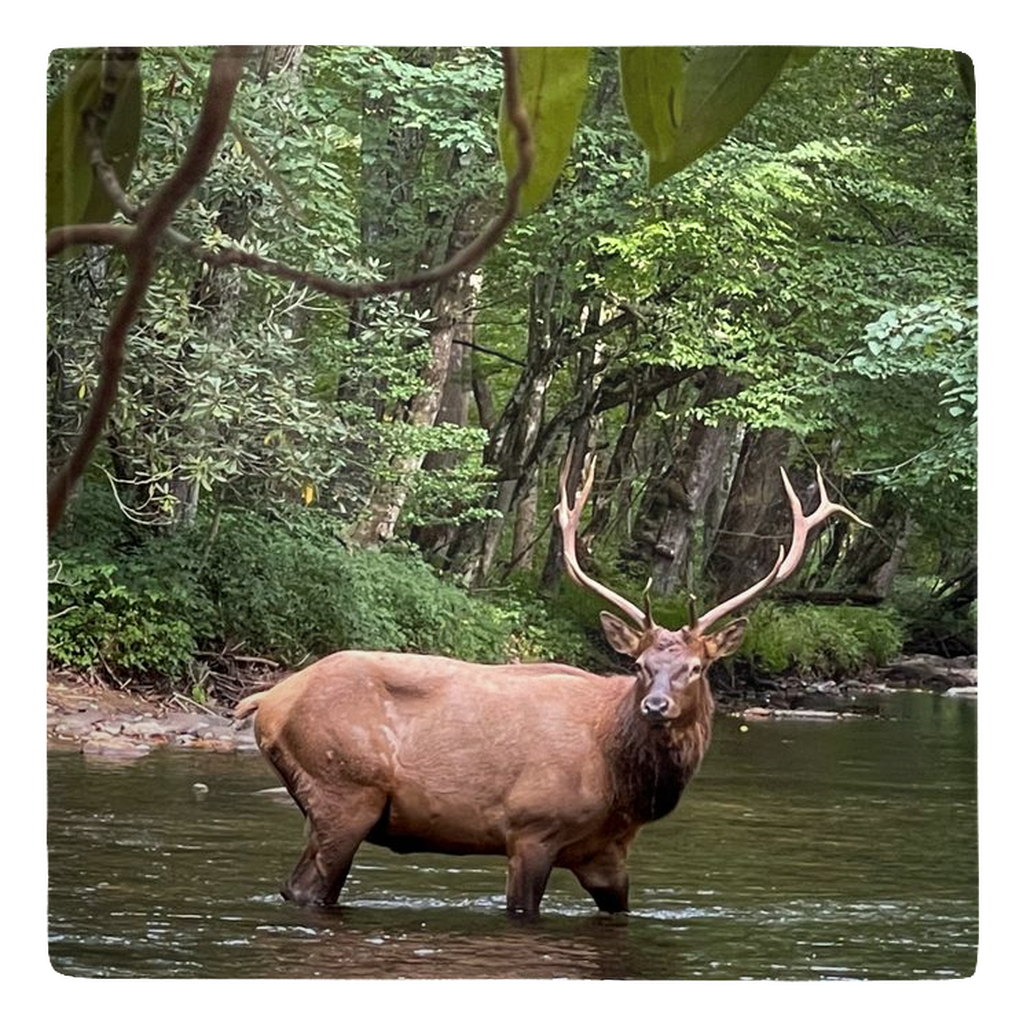 Smoky Mountains Photo Magnets