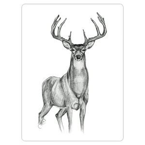 Whitetail Deer Drawing Magnet